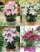 S32 Lilium Pot Oriental (4x30) x 60