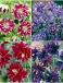 S32 Aquilegia Double (4x15) x 60