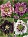 S32 Helleborus Double Ellen 1 (4x15) x 60