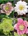 S32 Helleborus Double Ellen 2 (4x15) x 60