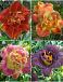 S32 Hemerocallis Double B (4x12) x 48