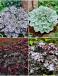S32 Heuchera (4x12) x 48