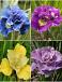 S32 Iris Siberica (4x15) x 60