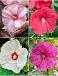 S32 Hibiscus XXL  (4x12) x 48