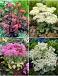 S32 Sedum (4x12) x 48