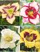 S32 Hemerocallis A (4x12) x 48