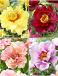 S32 Paeonia Itoh (4x12) x 48