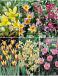 S15 Tulipa Specie (6x100)