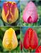 S15 Tulipa Darwin A (4x100)