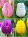 S15 Tulipa Single Early A (4x100)