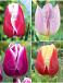 S15 Tulipa Triumph B (4x100)