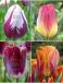 S15 Tulipa Triumph C (4x100)