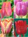 S15 Tulipa Triumph E (4x100)