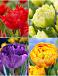 S15 Tulipa Double A (4x100)