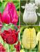 S15 Tulipa Fringed A (4x100)