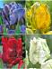 S15 Tulipa Parrot A (4x100)