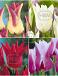 S15 Tulipa Lily-Flowering A (4x100)