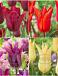 S15 Tulipa Lily-Flowering B (4x100)
