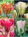 S15 Tulipa Viridiflora A (4x100)