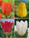 S15 Tulipa Fosteriana A (4x100)