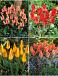 S15 Tulipa Rockery A (4x100)
