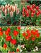 S15 Tulipa Rockery B (4x100)