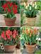S15 Tulipa Patio (4x100)