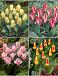 S15 Tulipa Rockery C (4x75)