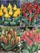 S15 Tulipa Rockery D (4x75)