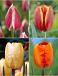 S15 Tulipa Darwin B (4x75)