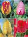 S15 Tulipa Darwin C (4x75)