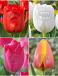 S15 Tulipa Darwin D (4x75)