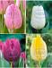 S15 Tulipa Single Early B (4x75)