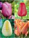 S15 Tulipa Triumph H (4x75)