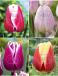 S15 Tulipa Triumph I (4x75)