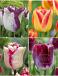 S15 Tulipa Triumph J (4x75)