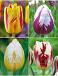 S15 Tulipa Triumph K (4x75)