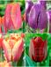 S15 Tulipa Triumph L (4x75)