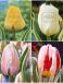 S15 Tulipa Variegated Leaves (4x75)