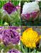 S15 Tulipa Paeonia A (4x50)