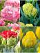 S15 Tulipa Paeonia B (4x50)