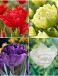 S15 Tulipa Double C (4x75)