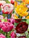 S15 Tulipa Double D (4x75)