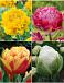 S15 Tulipa Double E (4x75)