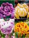 S15 Tulipa Double F (4x75)