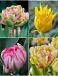 S15 Tulipa Double G (4x75)