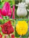 S15 Tulipa Fringed C (4x75)