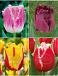 S15 Tulipa Fringed D (4x75)
