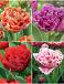 S15 Tulipa Fringed Double A (4x75)