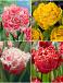 S15 Tulipa Fringed Double B (4x75)